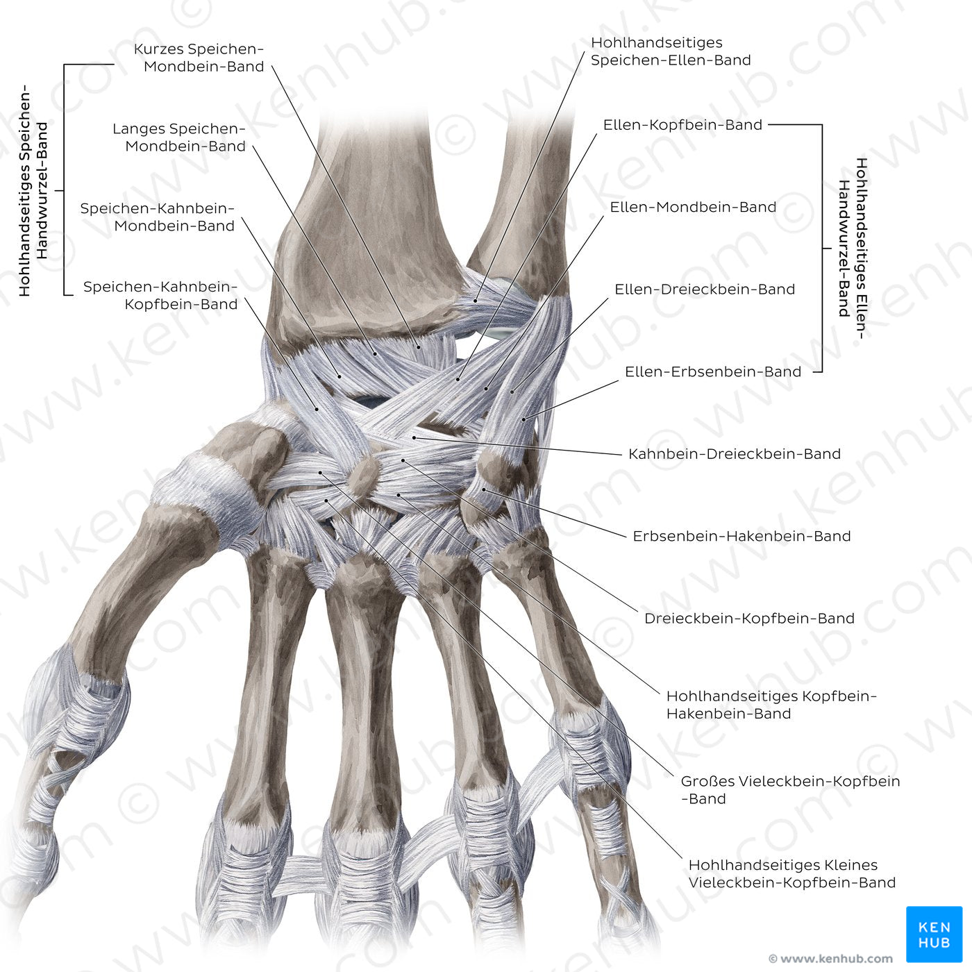 Ligaments of the wrist and hand: Palmar view (German)