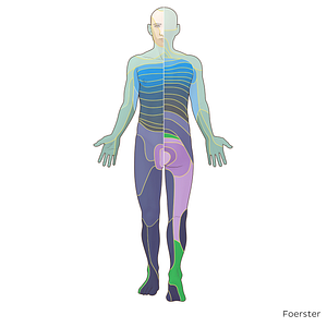 S1 dermatome (#20848)