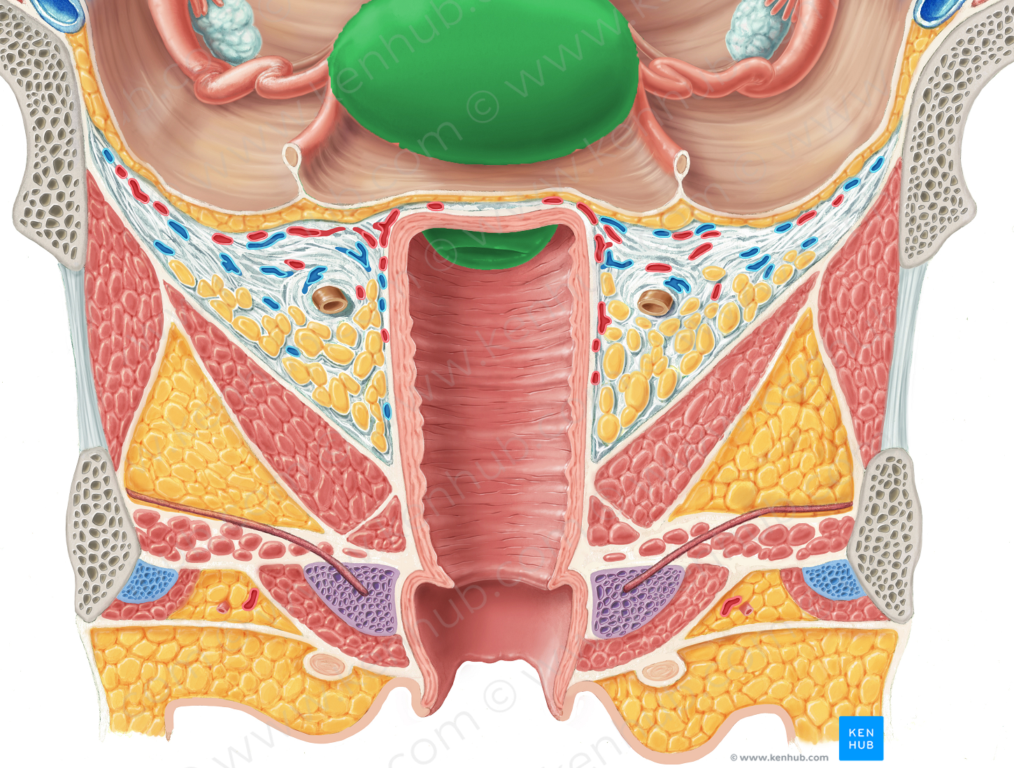 Uterus (#9867)