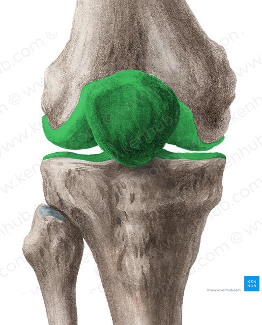 Knee joint (#286)