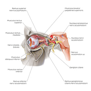 Oculomotor nerve (Latin)