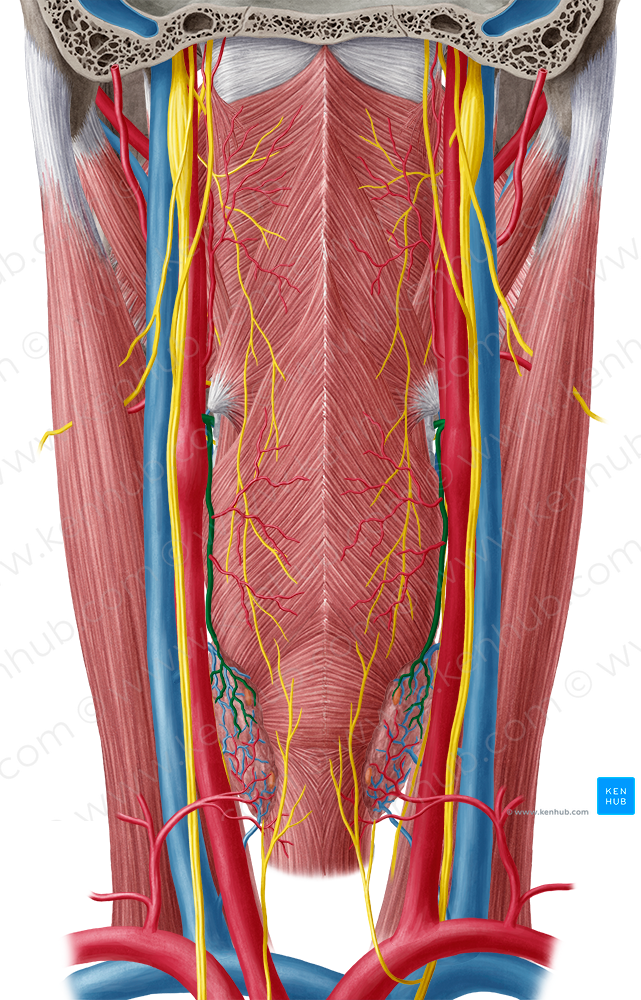 Superior thyroid artery (#1934)