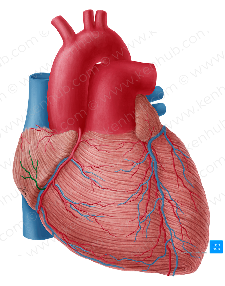 Atrial branch of right coronary artery (#8603)