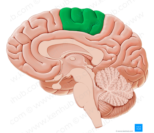 Paracentral lobule (#4758)