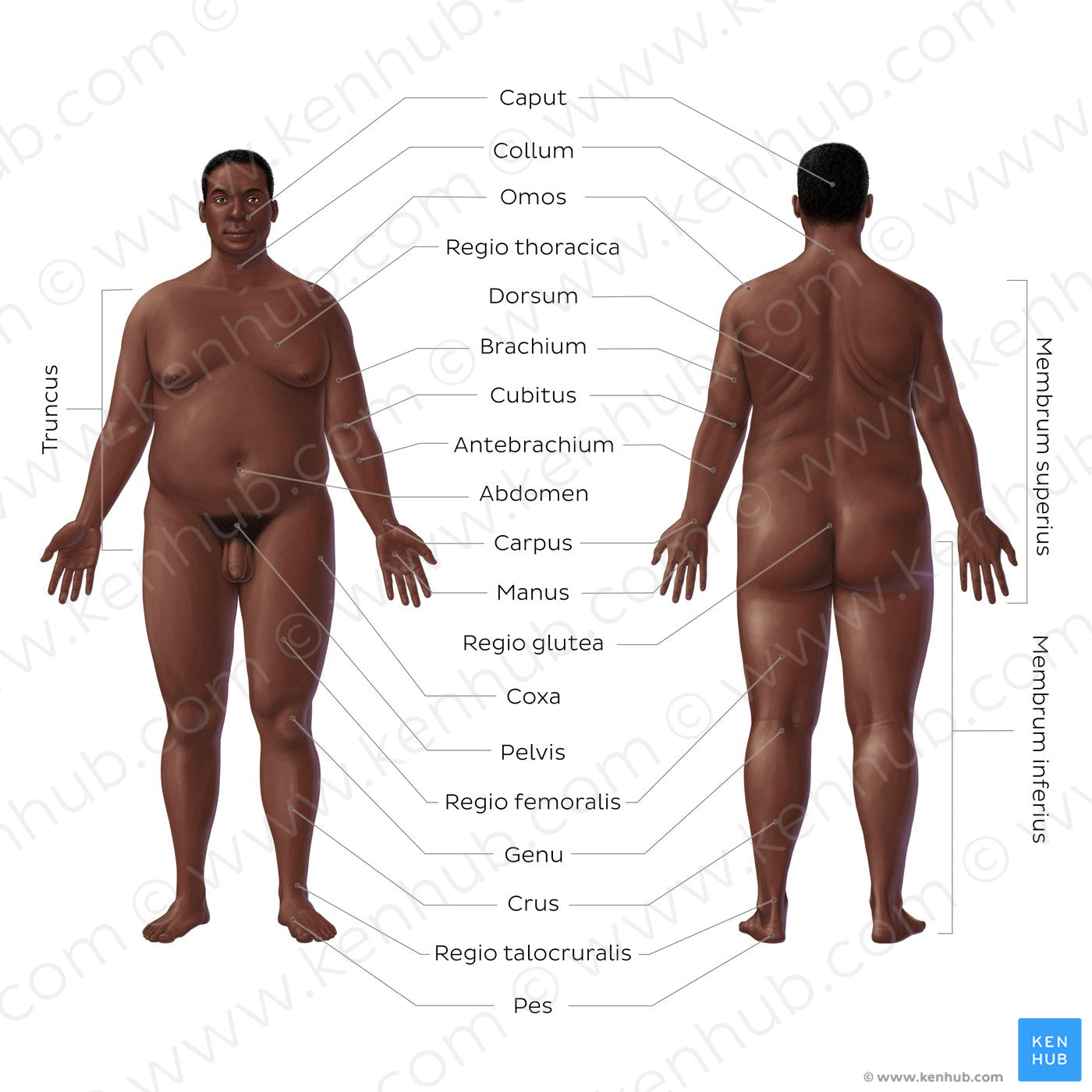 Regions of the body - Black male (Latin)