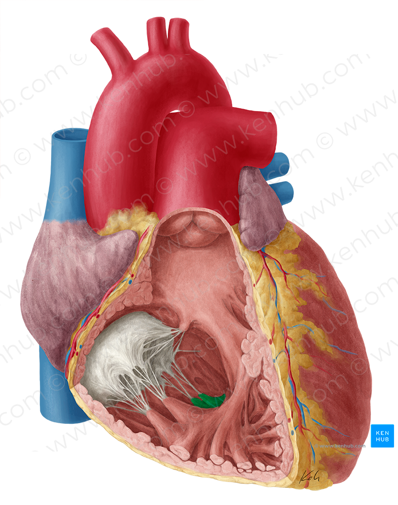 Inferior papillary muscle of right ventricle (#5713)