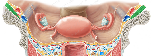 Iliacus muscle (#5446)