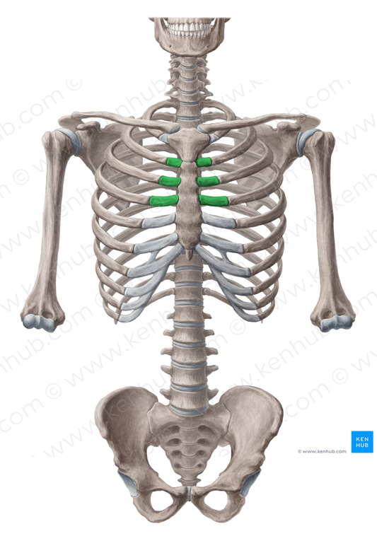 Costal cartilages of 2nd-4th ribs (#2464)