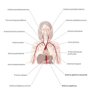 Cardiovascular system: Arteries of the upper part of the body (Spanish)