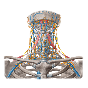 Right lymphatic duct (#20262)