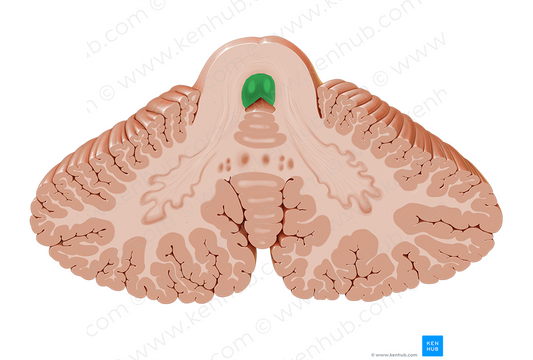 Medial longitudinal fasciculus (#3607)