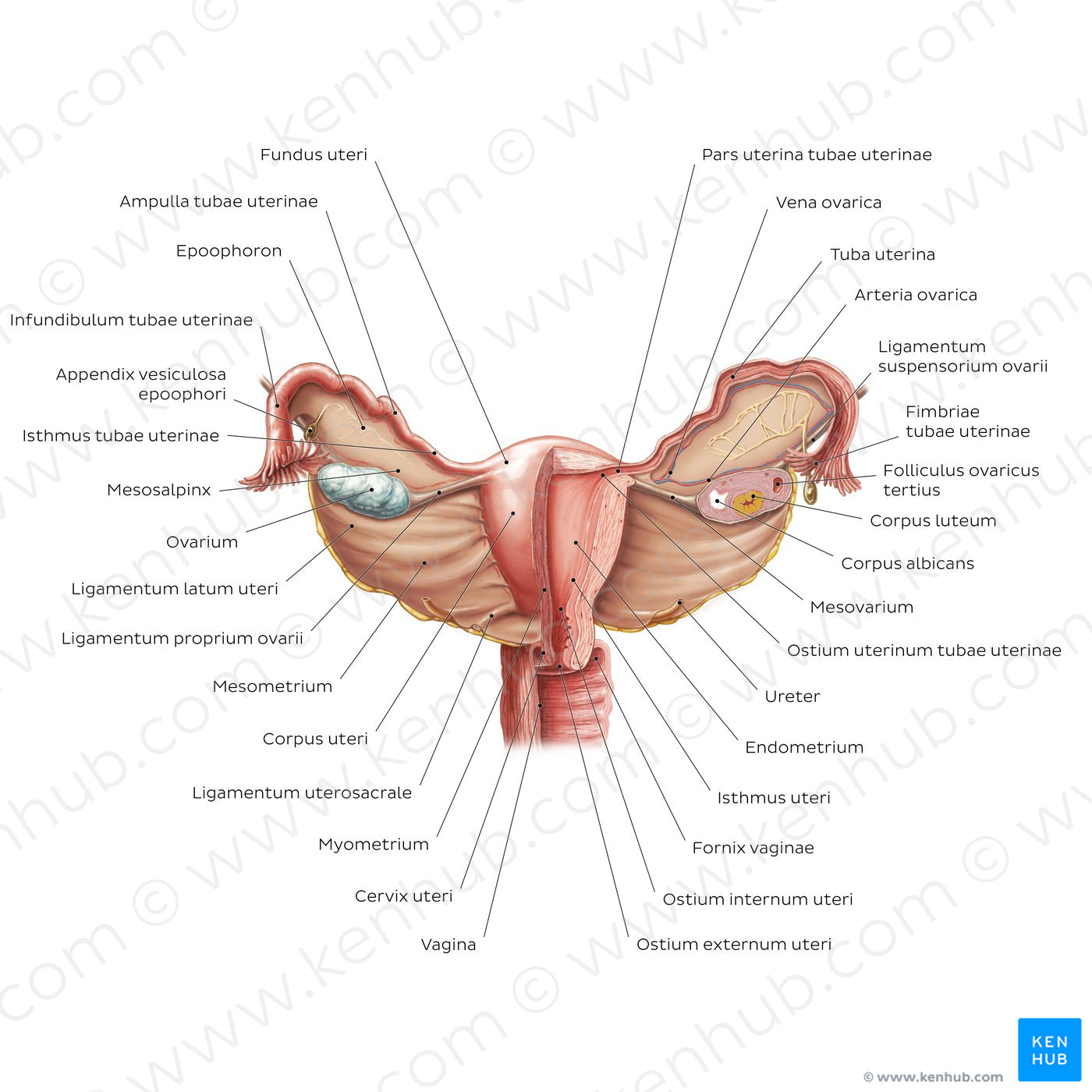 Uterus and ovaries (Latin)