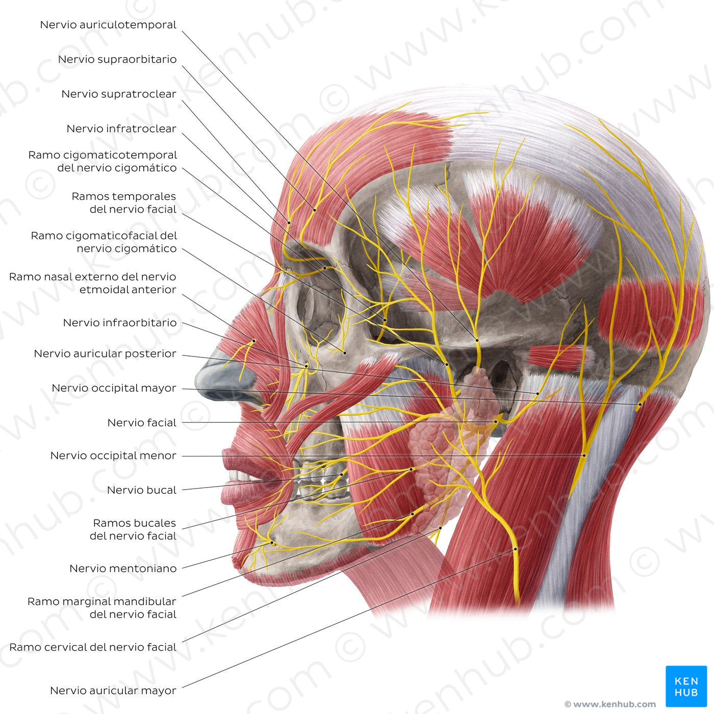 Nerves of face and scalp (Lateral view) (Spanish)