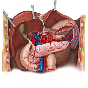 Great pancreatic artery (#17221)