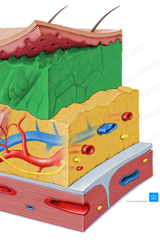 Dermis (#3241)