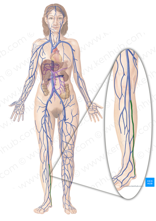 Posterior tibial vein (#10659)