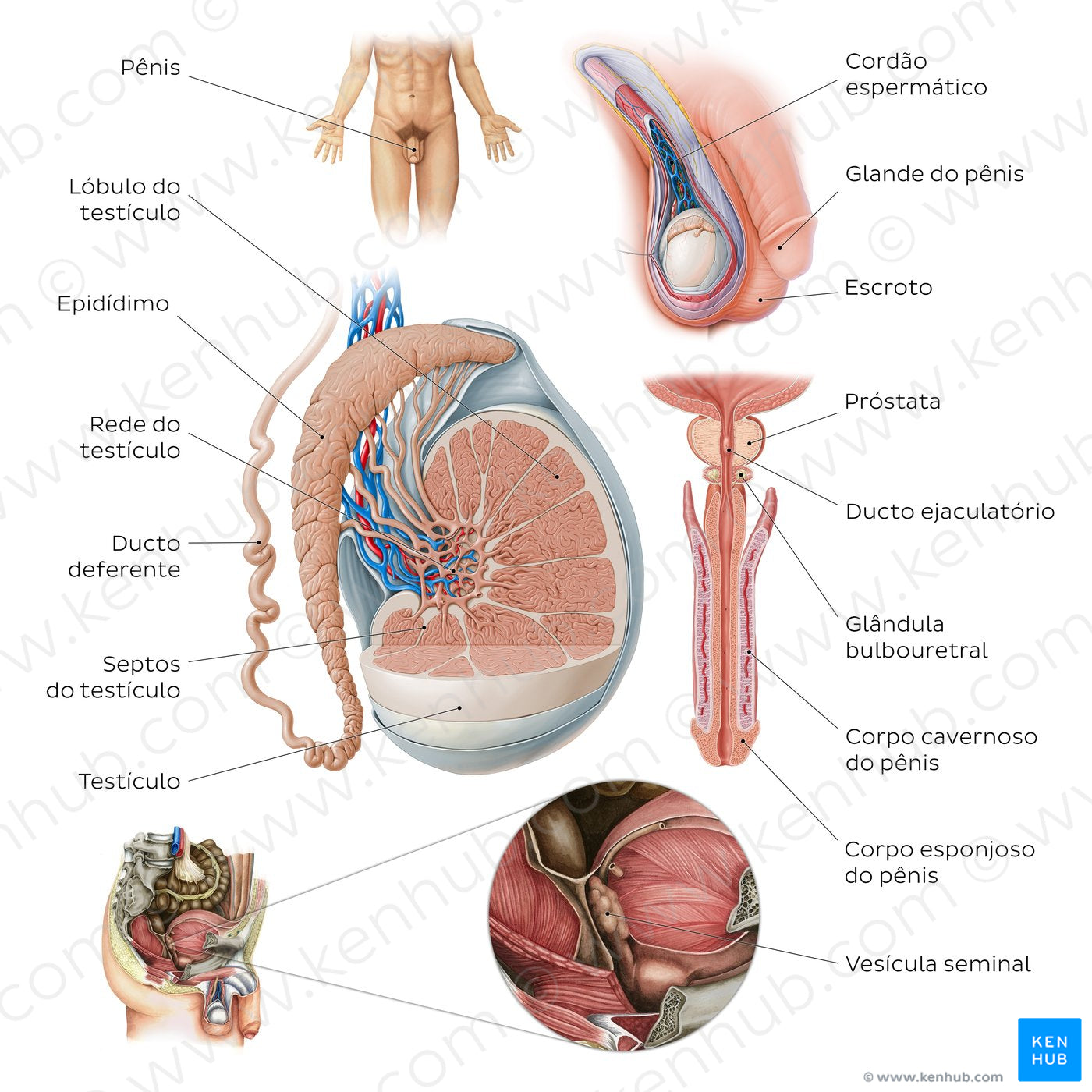 Male reproductive system (Portuguese)