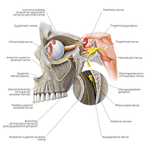 Maxillary nerve (English)