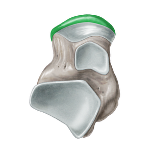 Navicular articular surface of talus (#3463)