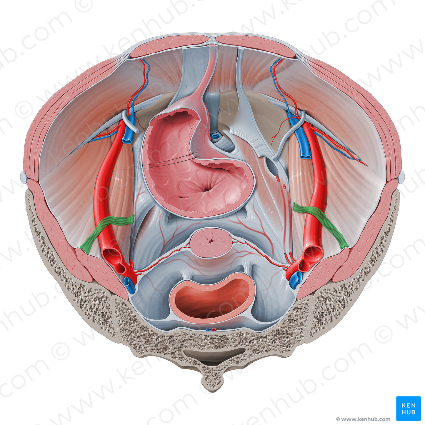Suspensory ligament of ovary (#4625)