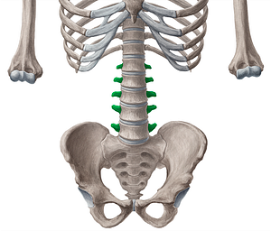 Transverse processes of vertebrae L1-L5 (#8204)