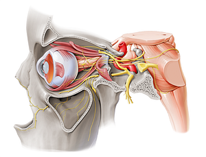 Branch of oculomotor nerve to ciliary ganglion (#8768)