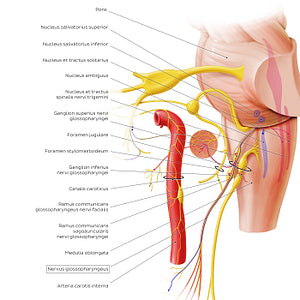 Glossopharyngeal nerve (origin and proximal branches) (Latin)