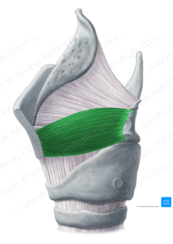 Thyroarytenoid muscle (#6090)