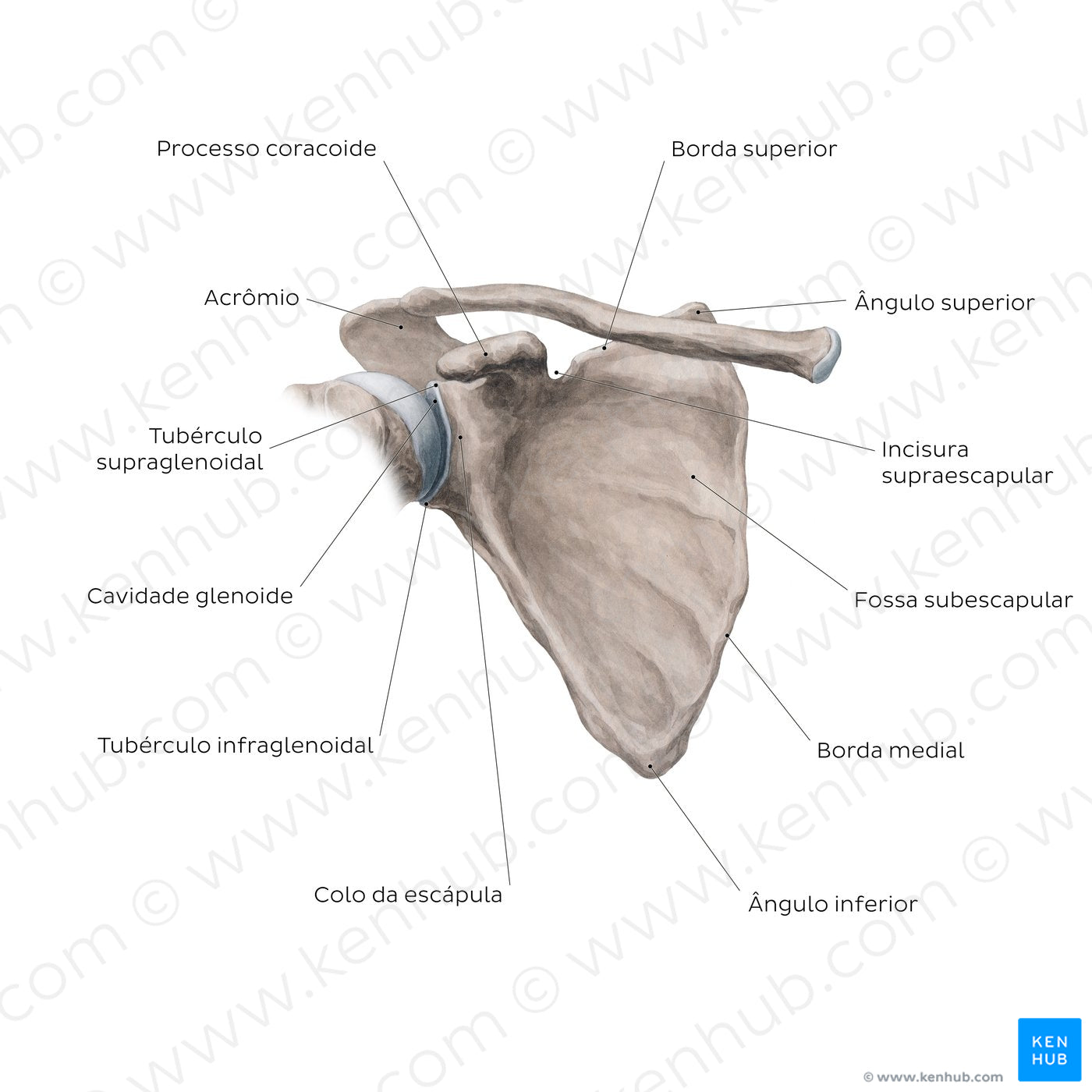 Scapula: Anterior view (Portuguese)