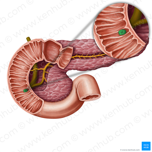 Major duodenal papilla (#13942)