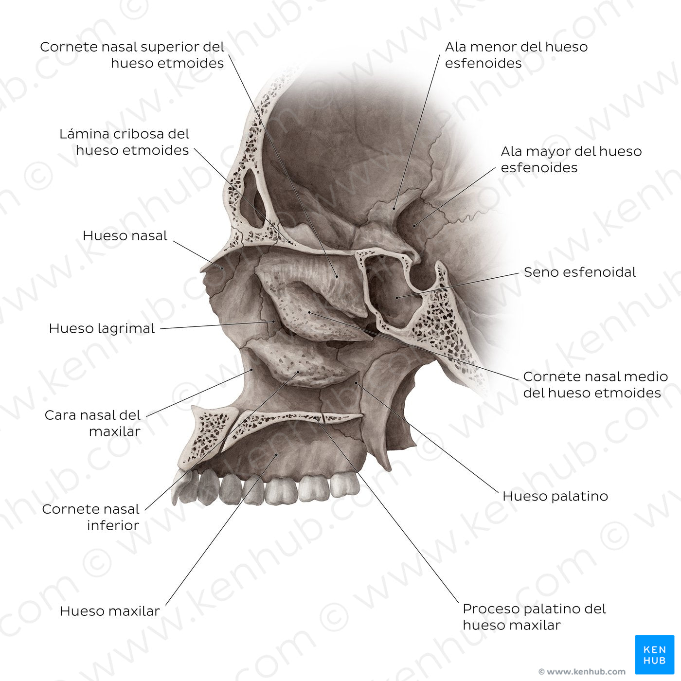 Midsagittal skull (septum removed) (Spanish)