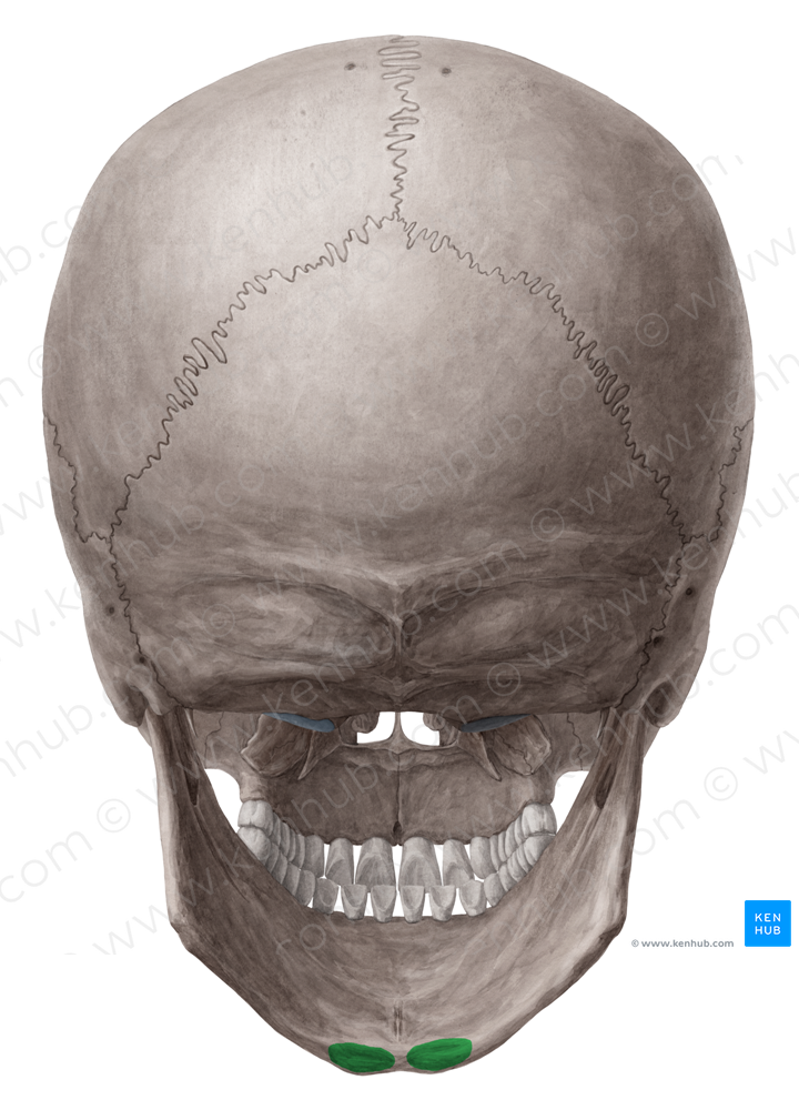 Digastric fossa of mandible (#3848) – Kenhub Image License Store