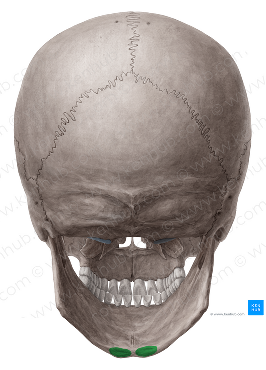 Digastric fossa of mandible (#3848)