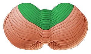 Anterior lobe of cerebellum (#4773)