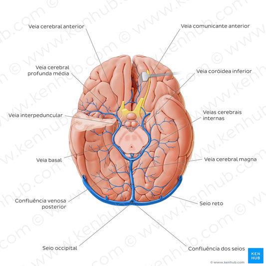 Cerebral veins - basal view (Portuguese)