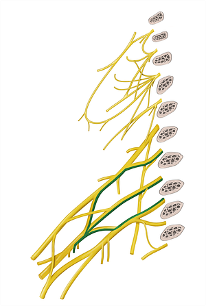 Thoracodorsal nerve (#6813)