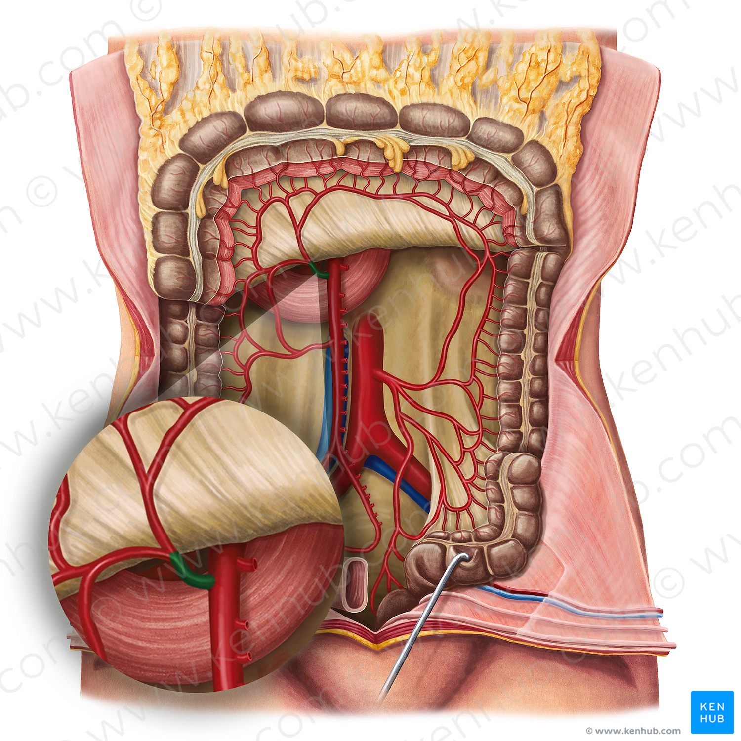 Middle colic artery (#1058)