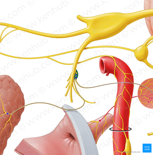 Otic ganglion (#3995)