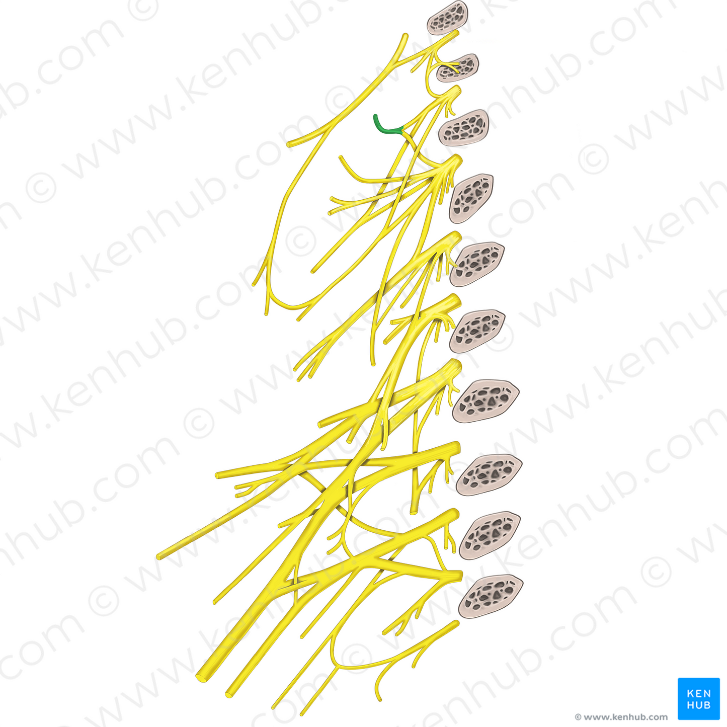 Lesser occipital nerve (#6610)