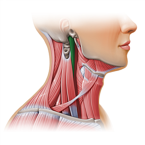 Longus capitis muscle (#11139)