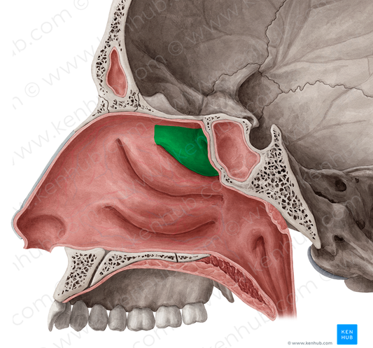 Superior nasal concha of ethmoid bone (#2806)