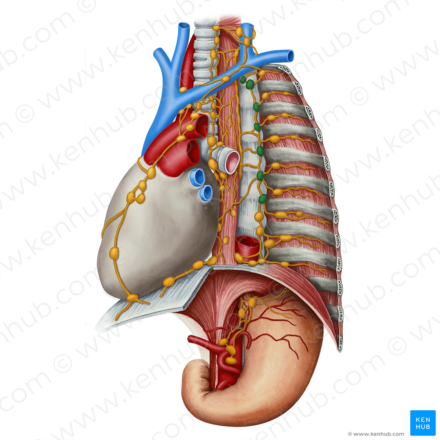 Juxtavertebral lymph nodes (#7052)