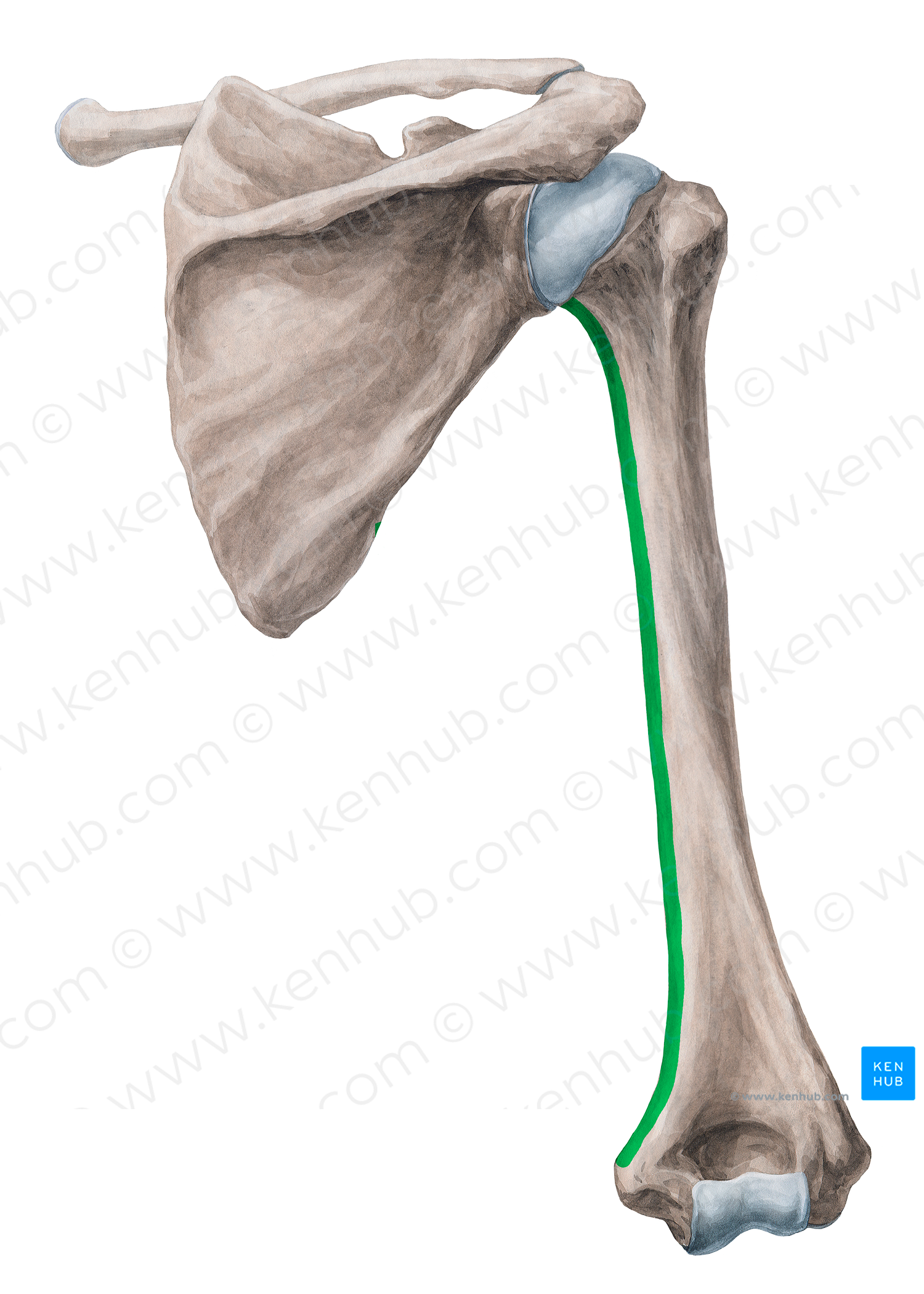 Medial border of humerus (#19941)