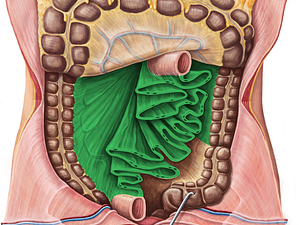 Mesentery (#5072)