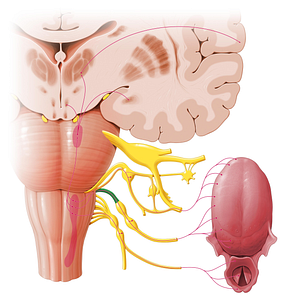 Glossopharyngeal nerve (#6438)