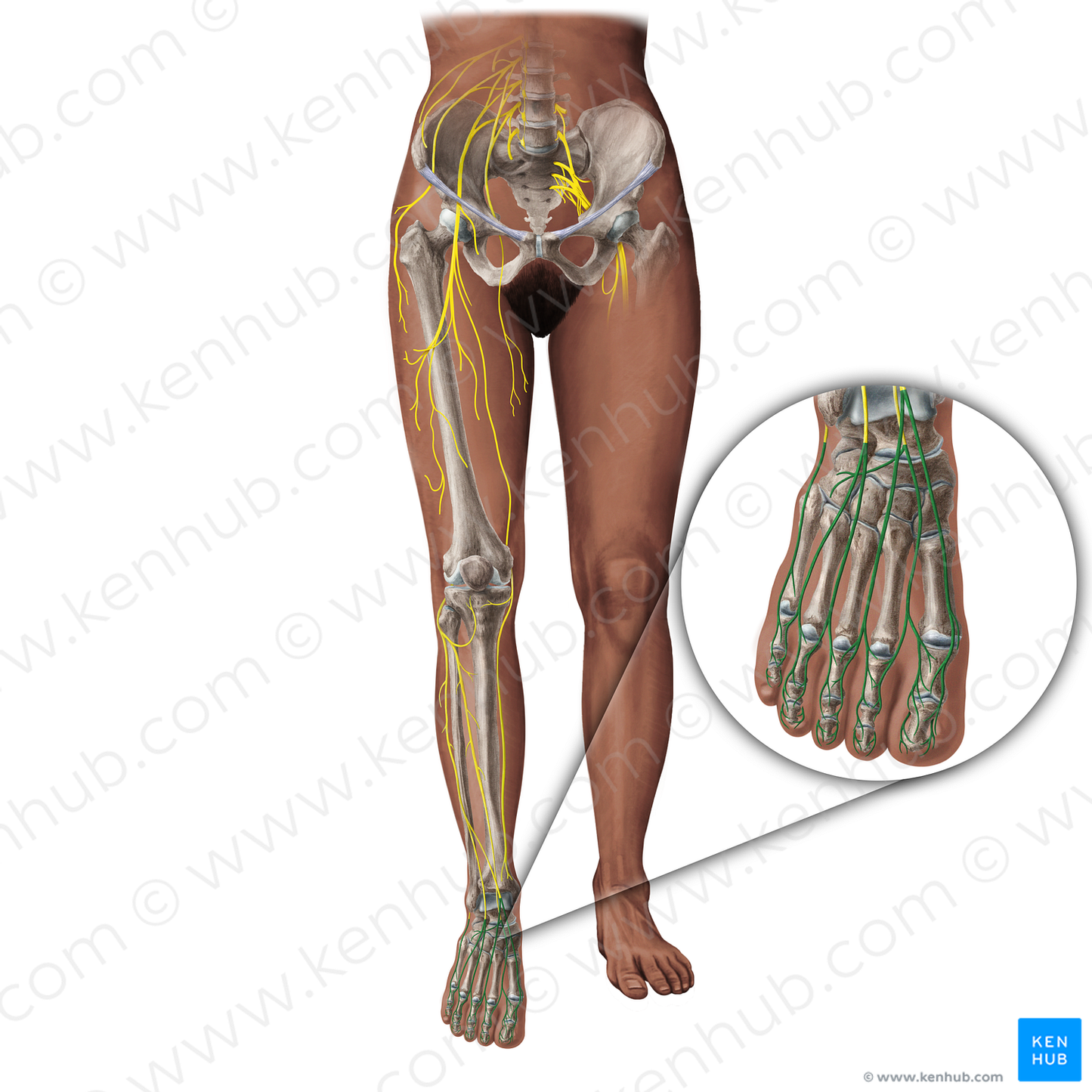 Dorsal digital nerves of foot (#19363)