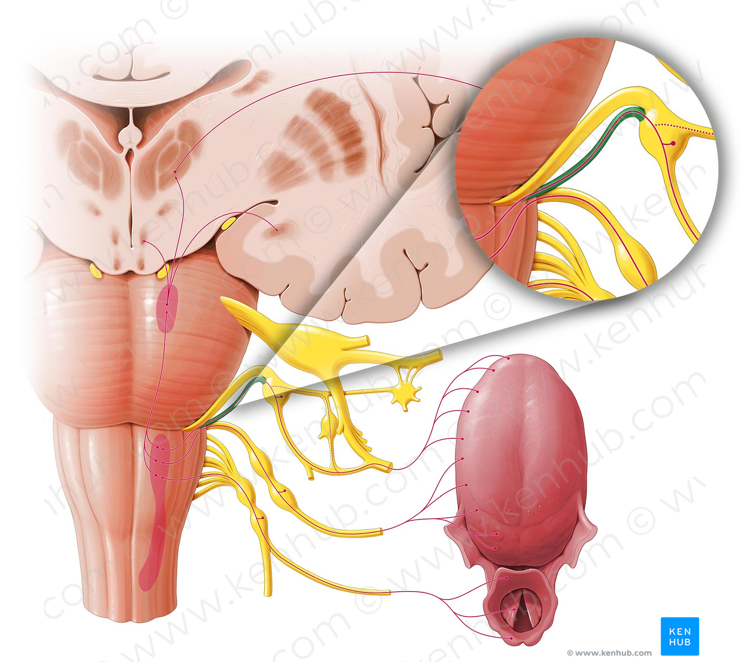 Sensory root of facial nerve (#6491)