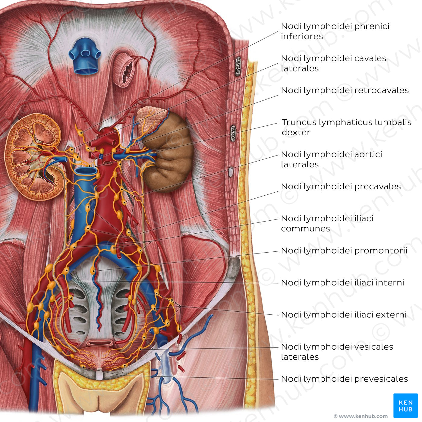 Lymphatics of the urinary organs (Latin)
