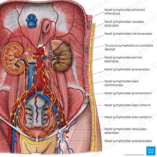 Lymphatics of the urinary organs (Latin)