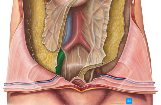 Right external iliac artery (#1405)